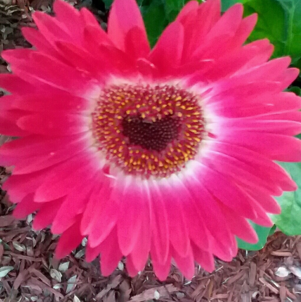 Meet your Posher, Belem